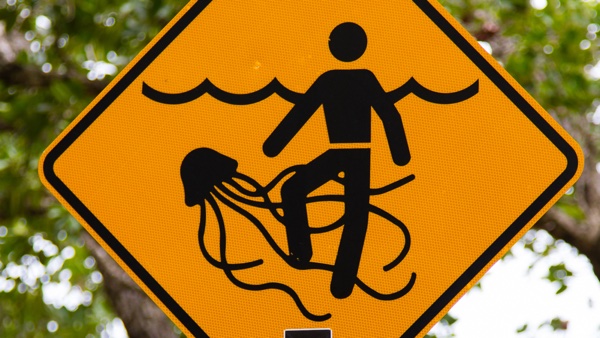 Brisbane boy saved by simple first aid after Irukandji jellyfish sting